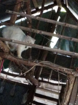 ขายใหม่อีกรอบหัวลาก10ล้อ HINO VICTOR 344 ปี59 ขายดาวน์100,000 ผ่อนต่อ60000x32 งวด 2 ค้างงวดสนใจโทรมาคุยเลยค่ะ