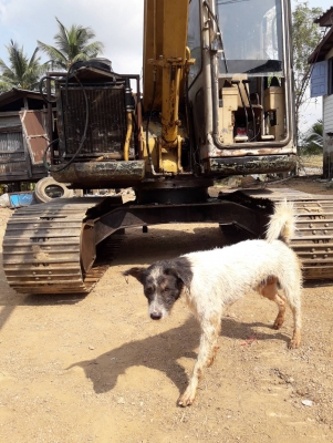 ขาย!! >>> CAT 307SSR ระบบดี ช่วงล่างเต็ม <<< เบอร์ติดต่อ 098-7155789 086-4631102 ขาย!! >>> CAT 307SSR ระบบดี ช่วงล่างเต็ม <<< เบอร์ติดต่อ 098-7155789 086-4631102