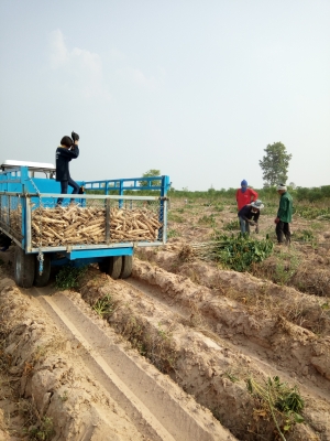 จบงานอ้อยขาดทุนยับ..ขายเลยครับราคาถูกคุ้มแถมต่อรองนิดหน่อยครับ