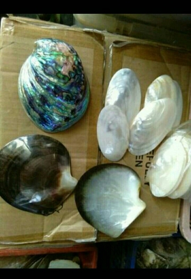 ขายเปลือกหอยมุข ตามสภาพ ขายเปลือกหอยมุข ตามสภาพ