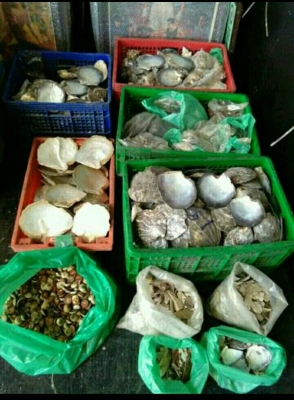 ขายเปลือกหอยมุข ตามสภาพ