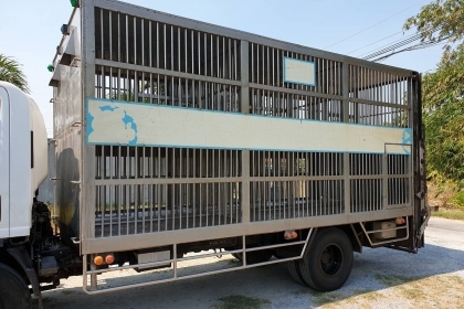 กรงหมู 2 ชั้น ยาว 5.1 ม. กว้าง 2.3 ม. สูง 2.2 ม. คัสซี 85 ซม. โทร 081-4252943