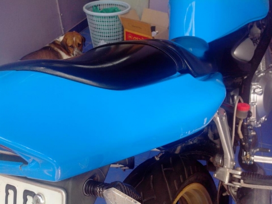 แบนดิส400ปี95 ทะเบียนแท้