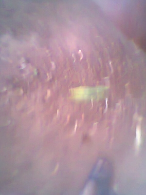 ขายด่วน