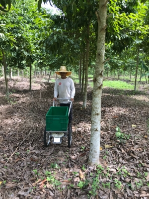 หว่านไว หว่านได้ดั่งใจ ใหม่ รถหว่านปุ๋ย ดินสอ  ติดต่อ 084 0560785