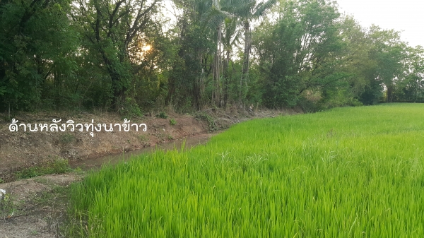 ขายที่ดินเพชรบูรณ์  มีโฉนดวิวหลังทุ่งนา หน้าภูเขา  ติดทางหลวง2275 ด้านหลังลำธาร ใกล้อุทยานแห่งชาติตาดหมอก  เนื้อที่258ตรว.ขาย380,000ล้านบาท