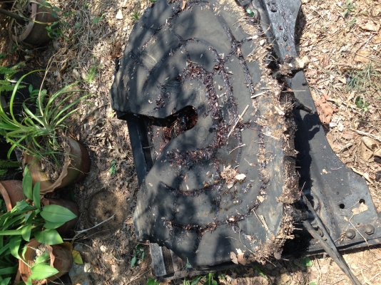 ขายจานเทรนเรอร์