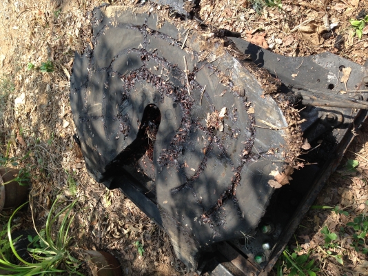 ขายจานเทรนเรอร์