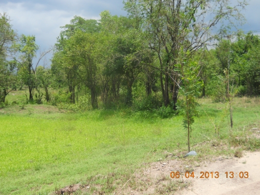 ขายที่ดิน1ไร่ใกล้ตัวเมืองปากช่องเหมาะปลูกบ้านพักอาศัยหรือค้าขาย ขายที่ดิน1ไร่ใกล้ตัวเมืองปากช่องเหมาะปลูกบ้านพักอาศัยหรือค้าขาย