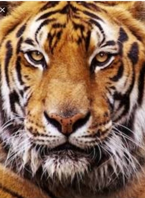 ขาย 300,000 บูมยาว 18 ม. ใส่ KOMATSU pc 5-6-7-8 บูมอามร์สวย พร้อมใช้ สินค้าอยู่ ปทุมธานี 090-772-3710 090-772-3708