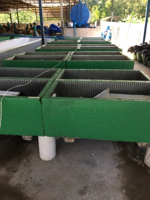 ตะกงตับยางแผ่น ตะกง 50 แผ่น ครบชุด พร้อมใช้งาน จำนวน 40 ชุด ตะกงตับยางแผ่น ตะกง 50 แผ่น ครบชุด พร้อมใช้งาน จำนวน 40 ชุด