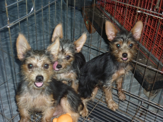 ขายลูกผสม ยอคร์เชีย ผสมมินืเจอรสวยไซ้เล็ก