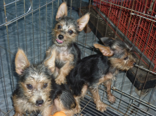 ขายลูกผสม ยอคร์เชีย ผสมมินืเจอรสวยไซ้เล็ก