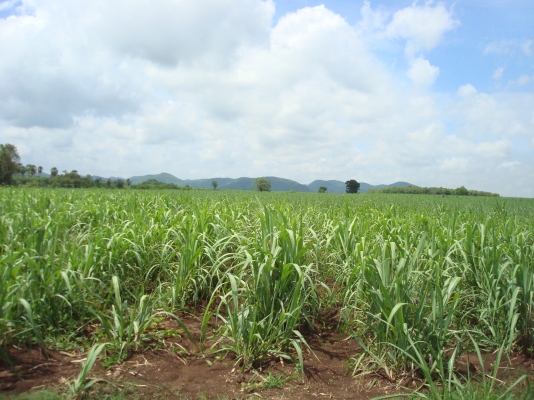 ขายรถไถFORD