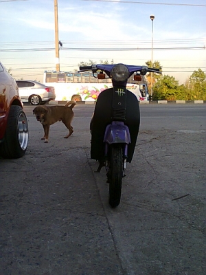 ขายป๊อป HONDA  C50