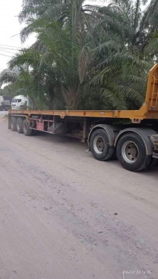 ขายรถหัวลากพร้อมหาง ยี่ห้อ ISUZU 360 รุ่น GXZ77NXXFS รถใหม่ สภาพดี