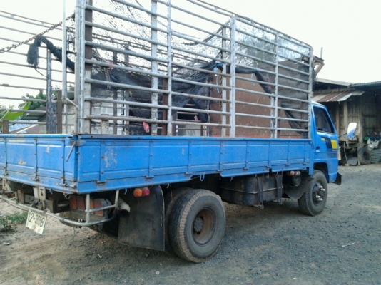 ISUZU KS 21 เครื่อง 165 HP 6BD1 กระบะคอกเหล็กความยาว 4.50 เมตร ช่วงล่างอย่างใหญ่คานหน้า F เฟืองท้าย F ครบพร้อม เครื่องแห้งแรงดีลงเล่มครบถูกต้อง หัวเก๋ง NPR 115 สภาพสวยภายในเก๋งคอนโซลครบพร้อม พวงมาลัยเพาเวอร์ ช่วงล่างคัชซีสวยไม่มีผุ ยาง 8.25 ขอบ 16 สภาพดี