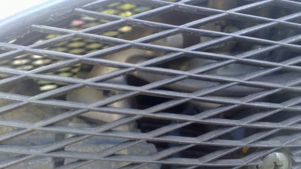 ขาย honda giorcup 50 2004Y. 4เกียร์ -30500 บาท ขาย honda giorcup 50 2004Y. 4เกียร์ -30500 บาท