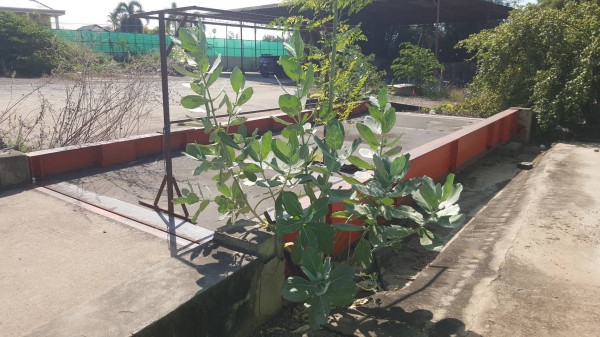 ขาย ตราชั่ง ขนาด 50 ตัน ยาว 8 เมตร กว้าง 3.40 เมตร พื้นปูน อุปกรณ์ครบ ราคาต่อรองได้