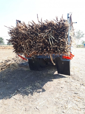 ขายด่วน