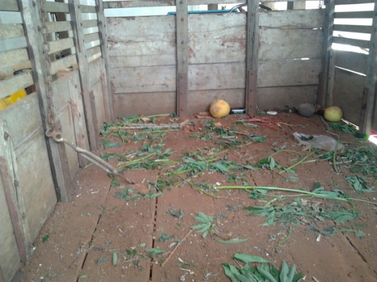 ***ขายแล้วครับขอบคุณ Truck2hand ขาย แต๋น4ล้อ KUBOTA ET110 11แรง ช่วงล่างเดิมๆ คัสซีหน้า4 เกียร์ใหญ่ 5เกียร์6ล้อโตโยต้า คานหน้าบัดดี้ หลังโตโยต้า กระบะพื้นไม้คอกไม้ เครื่องดีติดง่าย ยางดี4เส้น พร้อมใช้พร้อมลุยงาน  ราคาต่อรองได้ครับ