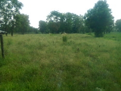 ขายที่ดิน   7 ไร่  2 งาน