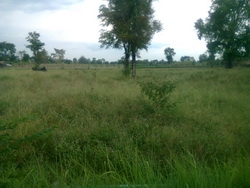 ขายที่ดิน   7 ไร่  2 งาน