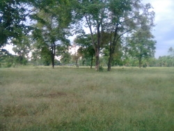 ขายที่ดิน   7 ไร่  2 งาน