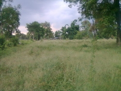 ขายที่ดิน   7 ไร่  2 งาน