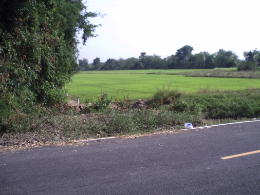 ขายที่ดินยกแปลง ไร่ละ 3 แสน 80 ไร่ ตามรูปเลย ที่ดินสวย