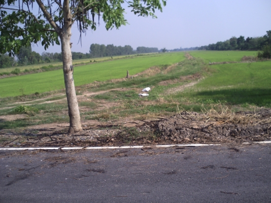 ขายที่ดินยกแปลง ไร่ละ 3 แสน 80 ไร่ ตามรูปเลย ที่ดินสวย