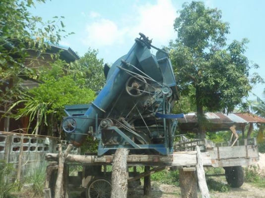 ขายต้นวดข้าว