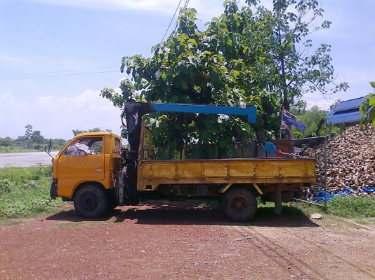 ขายด่วน รถหกล้อISUZU ระหัสคัสซี TLD56T ติดเครน TADANO 2ตัน กระบะยาว 4.5 เมตร รถสวย พร้อมใช้งาน มีทะเบียนครบ.