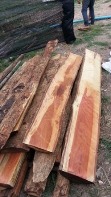 เหมาะสำหรับแต่งสวนแต่งบ้านหรือร้านอาหาร