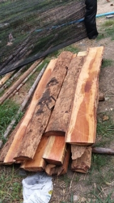 เหมาะสำหรับแต่งสวนแต่งบ้านหรือร้านอาหาร