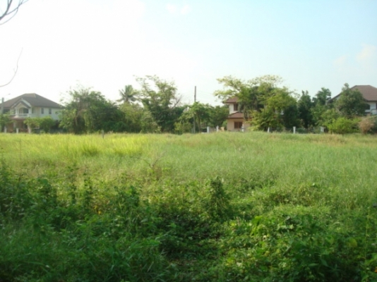 ให้เช่าที่ดิน 100 ตรว 2000/เดือน อยู่ พุทธมณฑล สาย 2