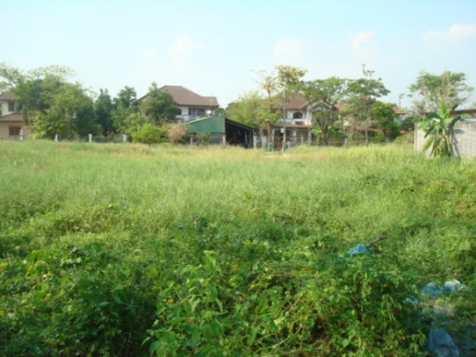 ให้เช่าที่ดิน 100 ตรว 2000/เดือน อยู่ พุทธมณฑล สาย 2