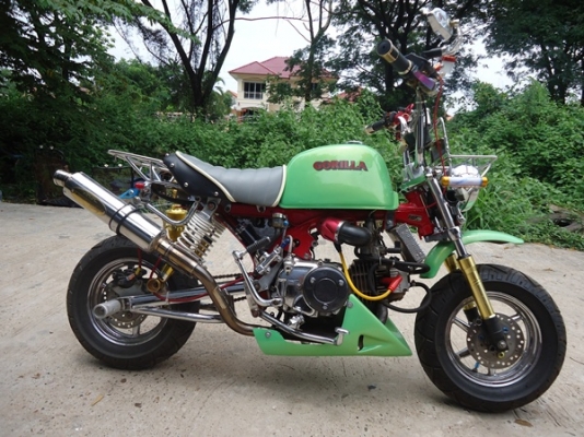 ขายกอลิล่า ญี่ปุ่น สภาพประกวด ราคา 36000 ต่อลองได้ ด่วน