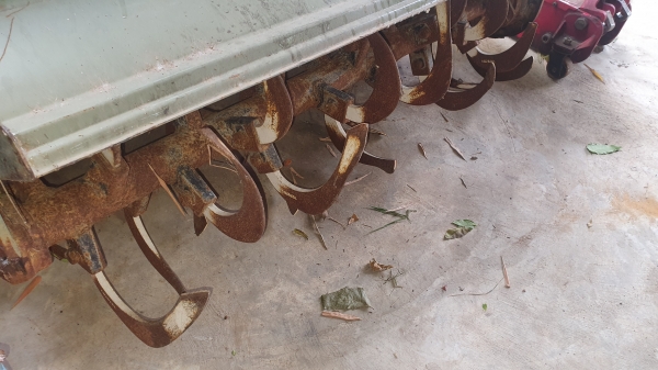 โรคารี ยาว 1.10 เมตร พร้อมยอย