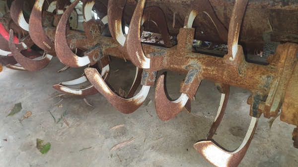 โรคารี ยาว 1.10 เมตร พร้อมยอย