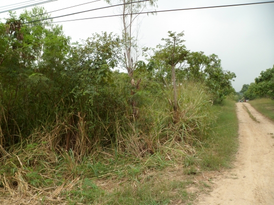 ขายที่ดิน 154 ไร่ๆละ 530000 บาท