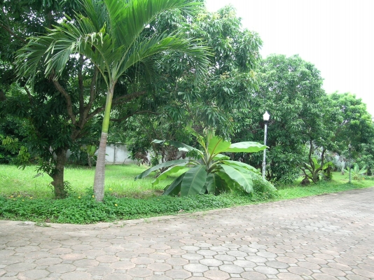 ขออนุญาติ พี่เสือ ขายบ้านพร้อมที่ดิน 1ไร3งาน35ตารางวา พร้อมเข้าอยู่ได้เลย