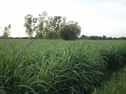 ขายด่วน