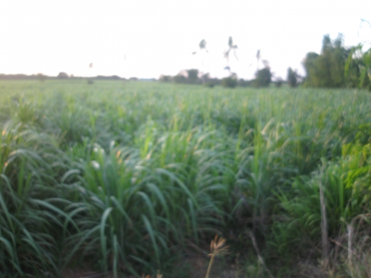 ขายด่วน