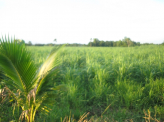 ขายด่วน