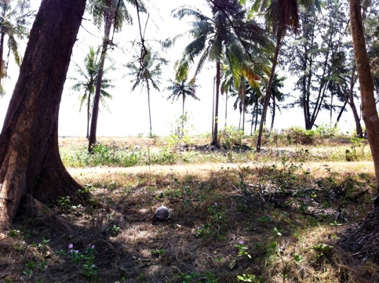 ขายด่วน! ที่ดินใกล้ทะเล ตรงข้ามเกาะทะลุ (หาดส่วนตัว โครงการหาดในฝัน