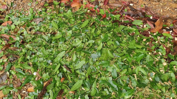 เครื่องสับกิ่งไม้  พร้อมใช้งาน