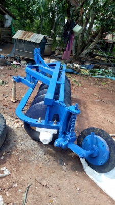 ขายหางเจ็ดสวยๆ โครงใหญ่ ใบเต็ม ขายหางเจ็ดสวยๆ โครงใหญ่ ใบเต็ม