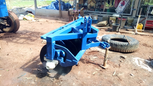 ขายหางเจ็ดสวยๆ โครงใหญ่ ใบเต็ม ขายหางเจ็ดสวยๆ โครงใหญ่ ใบเต็ม