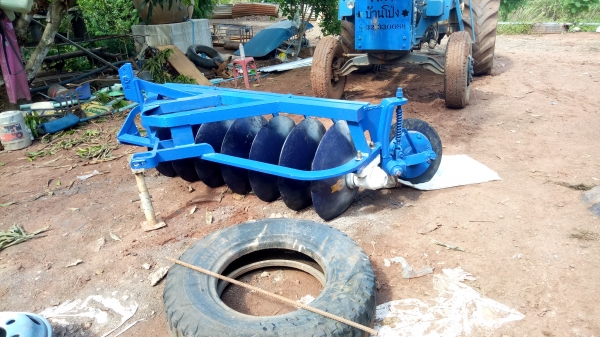 ขายหางเจ็ดสวยๆ โครงใหญ่ ใบเต็ม ขายหางเจ็ดสวยๆ โครงใหญ่ ใบเต็ม